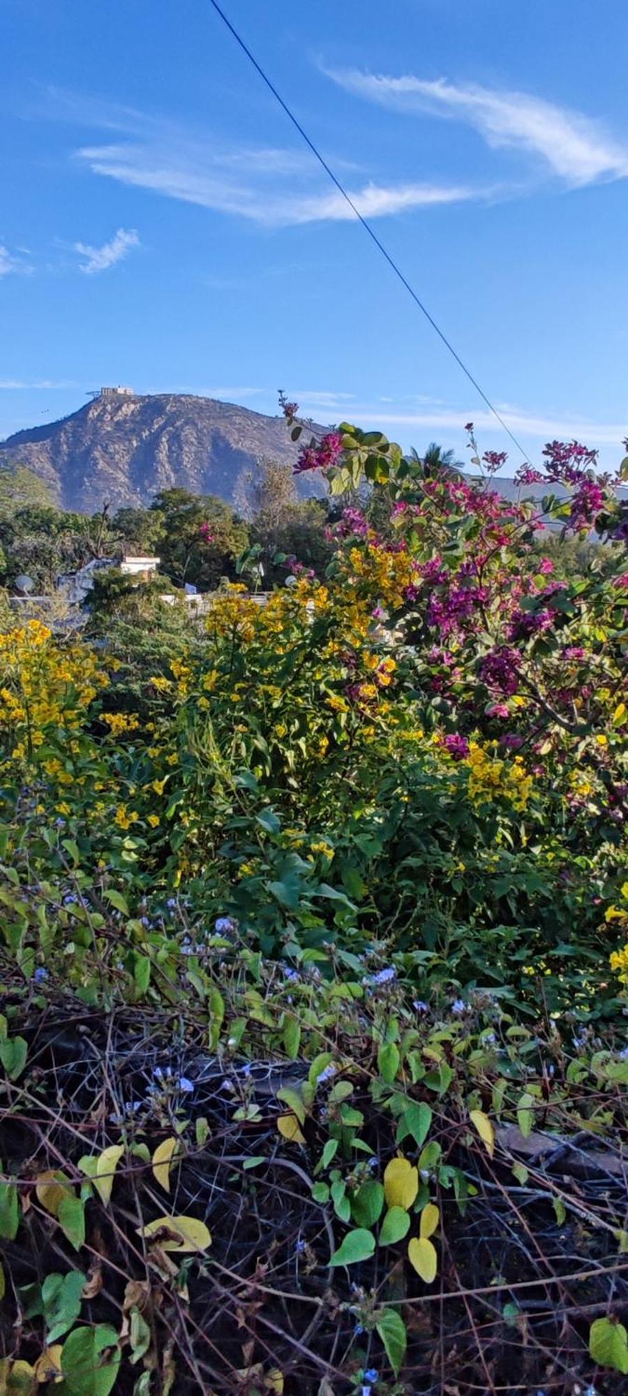 The Secret Garden Bed & Breakfast Pushkar Exterior photo
