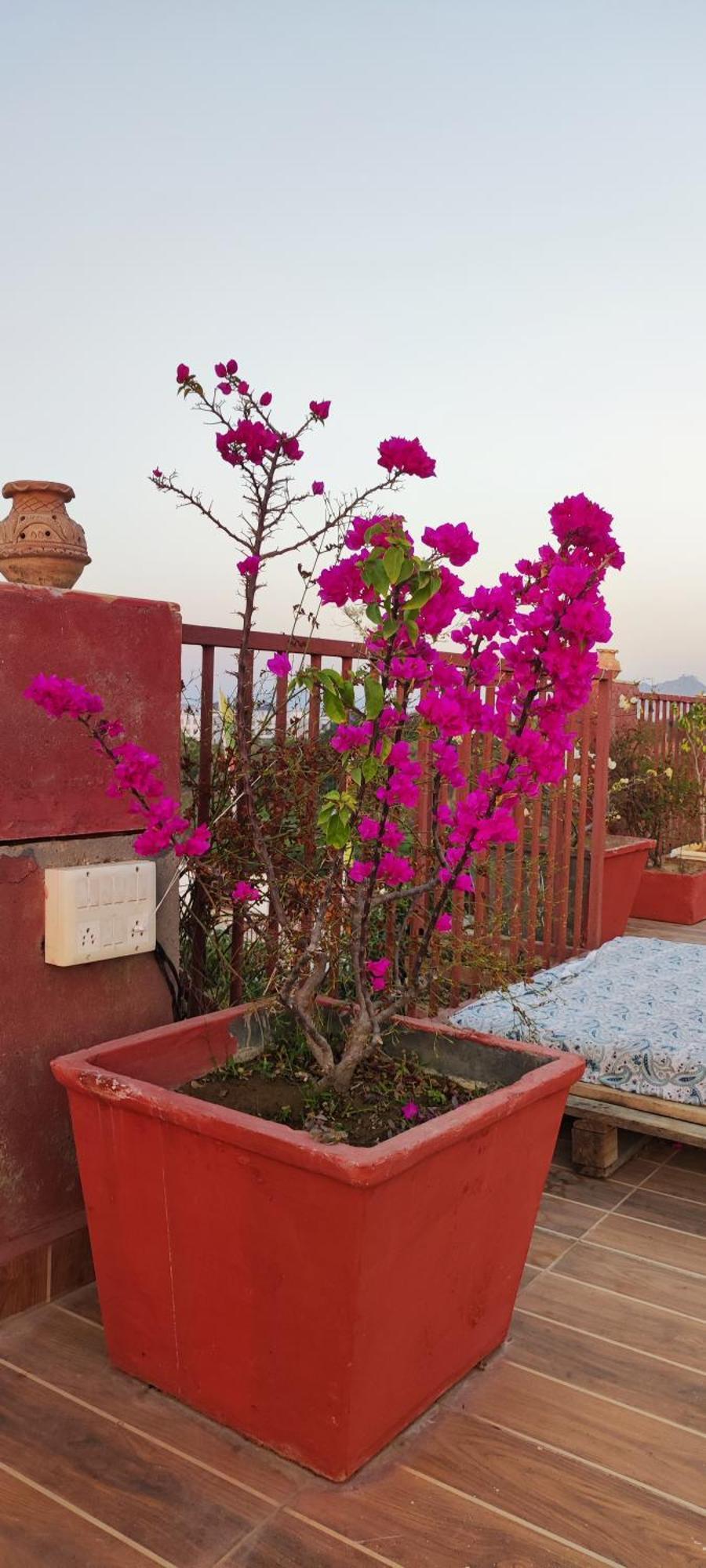 The Secret Garden Bed & Breakfast Pushkar Exterior photo