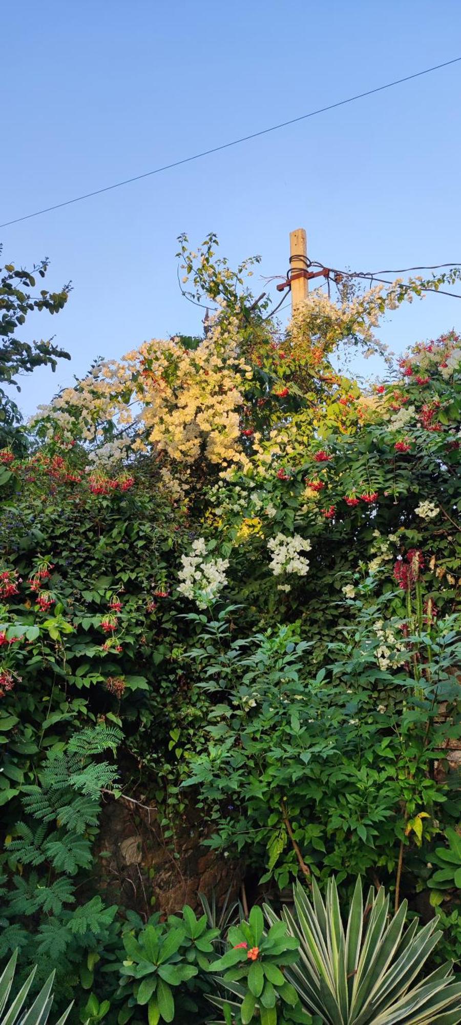 The Secret Garden Bed & Breakfast Pushkar Exterior photo
